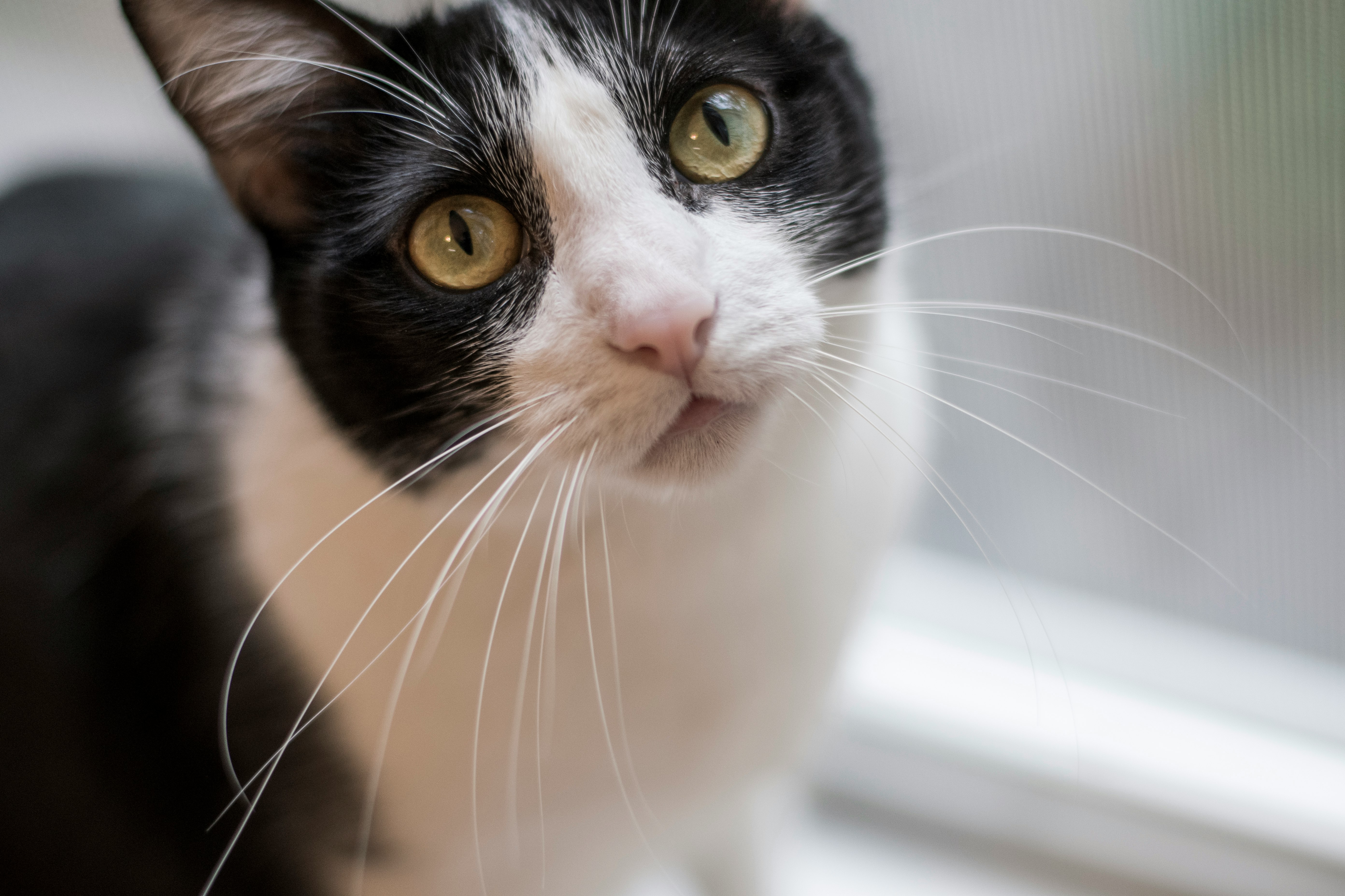 white and black cat in close up photography